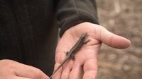 Praćenje bioraznolikosti vrsta su od velikog značaja za Hrvatsku