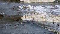 La Manche (Foto: JOEL SAGET / AFP)