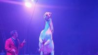 Cirkus Candy - 3