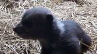 Medvjedić Matija pronašao novi dom (Foto: Zoološki vrt)