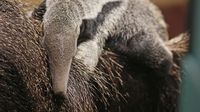 Bebe u zoološkom (Foto: ZOO Zagreb) - 2