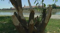 Dabrovi pronašli mir na obali Drave - 4
