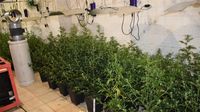 Pronađen laboratorij konoplje kod Solina - 2