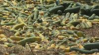 Poljoprivrednici su pobacali svoje povrće - 3