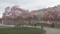 Prvi dan proljeća 2021. - 1
