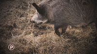 Provjereno: Problemi s divljim svinjama na Cresu - 4