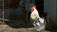 Provjereno: Turizam ili farme - 5