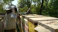 Vandal oštetio 22 košnice - 2