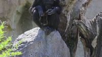 Majka čimpanza mjesecima se ne odvaja od mrtvog mladunca - 2