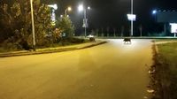 Divlje svinje - 4