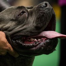 Ilustracija, cane corso (Foto: Getty Images)