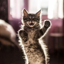 Rasplesane mačke (Foto: boredpanda.com) - 1