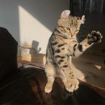 Rasplesane mačke (Foto: boredpanda.com) - 2