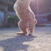 Rasplesane mačke (Foto: boredpanda.com) - 3