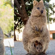 Australske životinje (Foto: brightside.me)