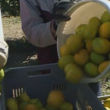 Mandarine - 2