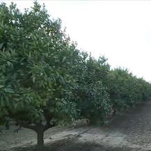 Polje Mandarina