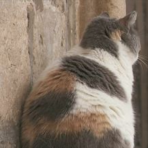 Mačka Anastazija - 2