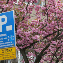 U vrijeme cvatnje japanske trešnje Šulekova postaje jedna od najljepših ulica u Zagrebu - 5