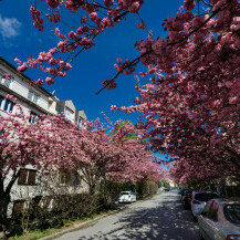 U vrijeme cvatnje japanske trešnje Šulekova postaje jedna od najljepših ulica u Zagrebu - 6