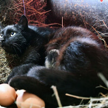 Mačka Crna u kokošinjcu čuva jaja - 4