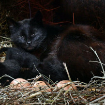 Dok čuva svoje mačiće, Crna ujedno čuva i jaja