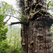 Najstarije drvo na svijetu, patagonijski čempres zvan Pradjed - 1