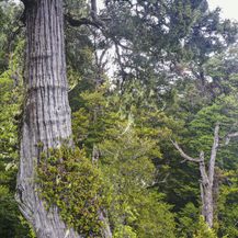 Najstarije drvo na svijetu, patagonijski čempres zvan Pradjed - 2