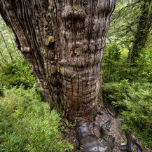 Najstarije drvo na svijetu, patagonijski čempres zvan Pradjed - 4