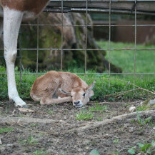 U Zoološkom vrtu Grada Zagreba na svijet je došlo žensko mladunče sabljorogog oriksa