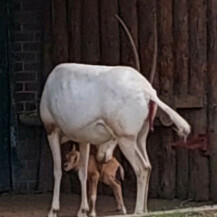 U Zoološkom vrtu Grada Zagreba na svijet je došlo žensko mladunče sabljorogog oriksa - 3