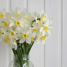 Narcise, cvijeće u vazi