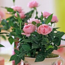 Nježno ružičaste mini ruže