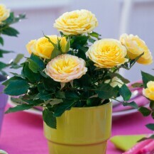 Žute mini ruže