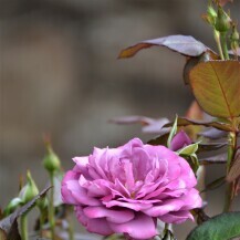 Fragrant Plum ruža