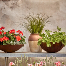 Pelargonije su godinama najpopularnije cvjetnice za gredice i balkone