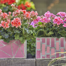 Pelargonije su godinama najpopularnije cvjetnice za gredice i balkone - 8