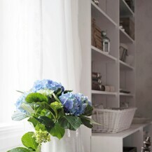 Plave hortenzije divan su ukras doma