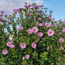 Vrtni hibiskus