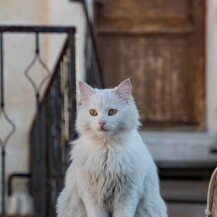Turska angora mačka