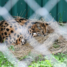 Afrička mačka serval dobila je novu nastambu u azilu za životinje u Ruščici
