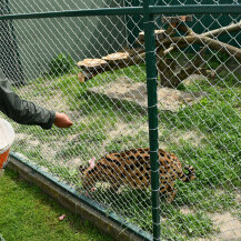 Afrička mačka serval i vuk i vučica novi su stanovnici azila za životinje u Ruščici - 6