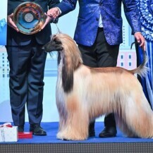 Ženka afganistanskog hrta proglašena je najljepšim psom na svijetu