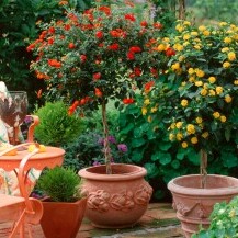 Lantana
