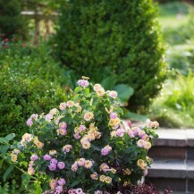 Lantana