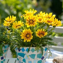 Gazanija
