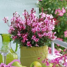 Gaura