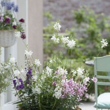 Gaura