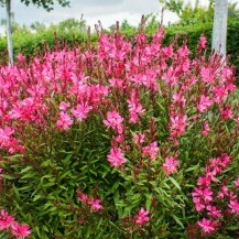 Gaura