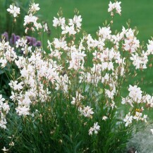 Gaura